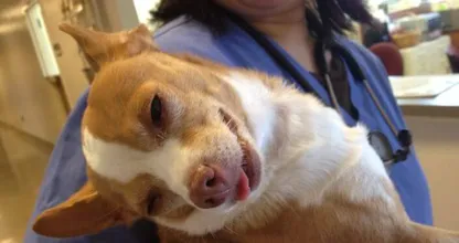 FOTO'S: deze chihuahua eet per ongeluk een hele zak met wietkoekjes leeg! Oeps..