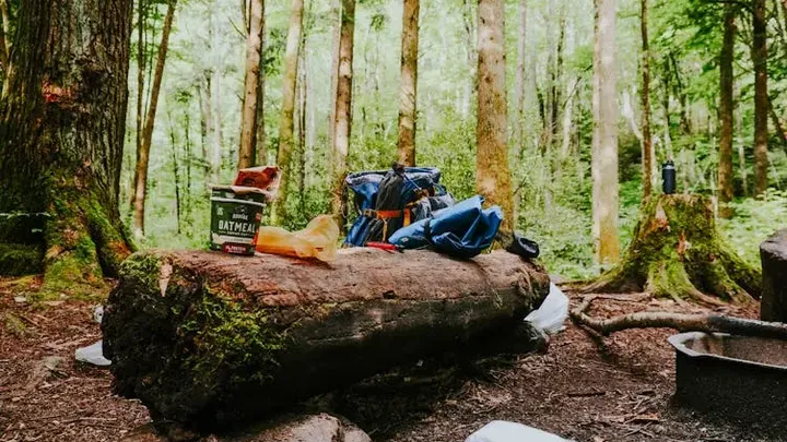 Frau folgt dem Bären in den Wald, nachdem er sich ihr an der Bushaltestelle unerwartet genähert hat