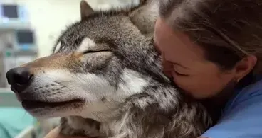 Wolf bricht ins Krankenhaus ein - Krankenschwester zu Tränen gerührt über das, was er im Maul trägt