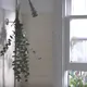 Dit gebeurt er met je lichaam als je verse eucalyptus aan de douchekop hangt