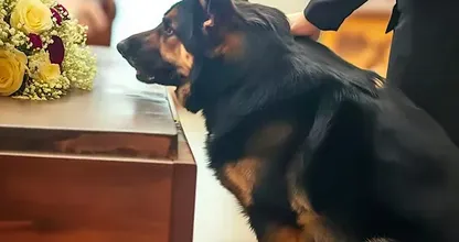 Ex-politiehond blijft blaffen naar de kist van vorige eigenaar - onthult het geheim dat hij meenam naar zijn graf