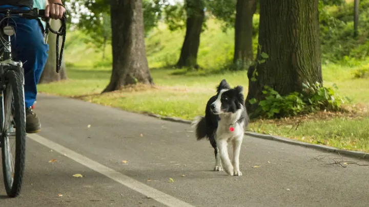 Dierenbescherming waarschuwt hondeneigenaren om niet met hun hond te fietsen