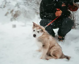Kan strooizout gevaarlijk zijn voor je hond?