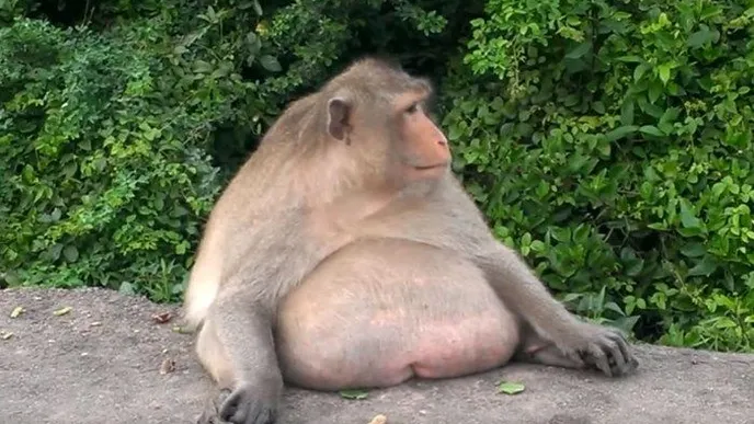 Vieron este mono en la naturaleza: el veterinario se sorprende cuando se da cuenta de por qué es tan grande