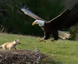 Adler schnappt Baby-Fuchs aus dem Garten - was die Nachbarn entdecken, wird Sie umhauen!