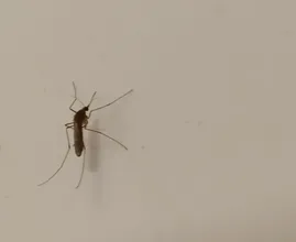 Mosquitos inside your house? Get rid of them with this trick!