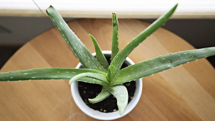 7 cosas que puedes hacer con una planta de aloe vera