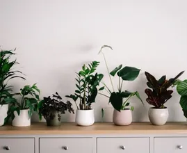 Zo kies je de meest geschikte plantenpot voor je kamerplant