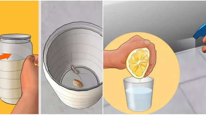 Last van zilvervisjes in huis? Geen nood! Met deze simpele tips ben je er zo vanaf!
