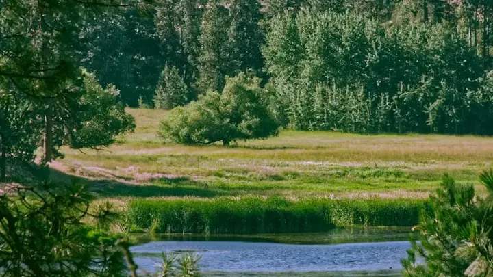 Frau folgt dem Bären in den Wald, nachdem er sich ihr an der Bushaltestelle unerwartet genähert hat