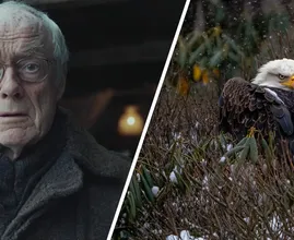 Eagle Found Freezing in the Snow - But What It Was Hiding Under its Belly Will Leave You Stunned!