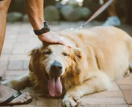 Dit is de snelste manier om je hond te controleren op teken