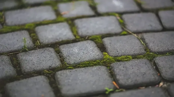 Con estos trucos podrás deshacerte fácilmente del musgo