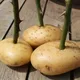 Ta Kobieta Wetknęła Ściętą Różę W Ziemniaka, Sprawdź, Jakie Efekty Nastąpiły Po Upływie Tygodnia! Nie Do Wiary!