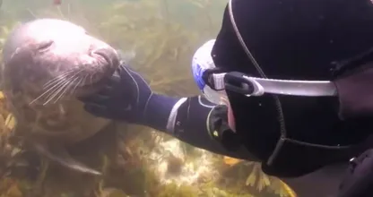 Duiker begreep niet wat de zeehond wilde, totdat het dier zijn hand greep