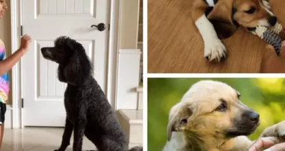 Que dit vraiment votre chien ? Découvrez plus de 43 astuces pour déchiffrer le code canin!