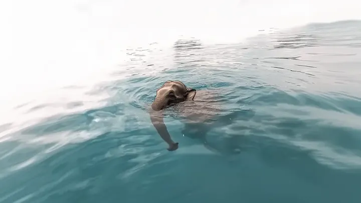 Imagens encontradas: Fuzileiro naval fica cara a cara com criatura gigante embaixo d'água