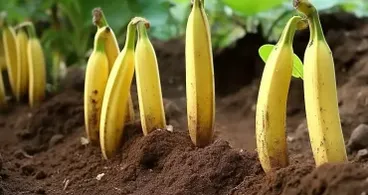 Planta plátanos por todo tu jardín: Mira lo que pasa una semana después