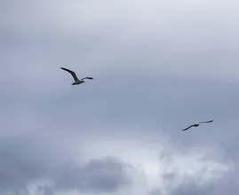 Opgelet: flinke wolk Saharazand op komst, hoogtepunt op woensdag