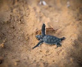 Dying baby turtle saved by family in Ireland