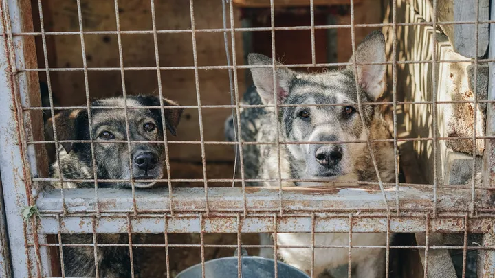Esta pitbull se recusou a deixar o abrigo sem seu amigo chihuahua