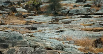 ¿Puedes encontrar el leopardo de la foto? Casi nadie lo encuentra.
