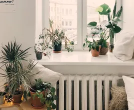 9 kamerplanten waar je vrolijk van wordt