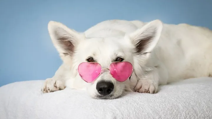 Oudste hond ooit dit weekend 31 jaar geworden