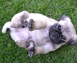 Grappige, nieuwe challenge luidt: deel de minst charmante foto van je hond