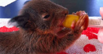 Baby-eekhoorntjes gered nadat nest is verwoest door bomenkap