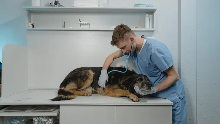 Como reconhecer se seu animal de estimação está lidando com demência