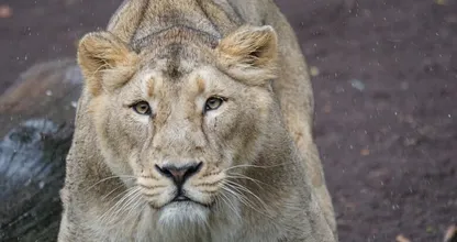 Dat is schrikken: leeuwin ontsnapt uit verblijf in Vlaamse dierentuin