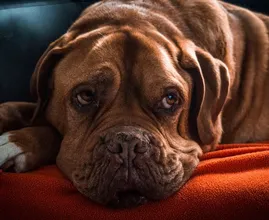 Hooikoorts bij je hond: zo herken je het en dit kun je doen