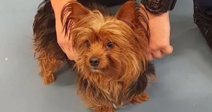 Marechaussee vindt hondje in prullenbak op luchthaven Schiphol