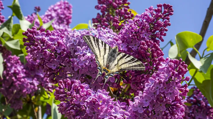 Zo houd je de vlinderstruik in je tuin in leven