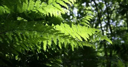 Had je eerder willen weten: deze planten staan liever in de schaduw