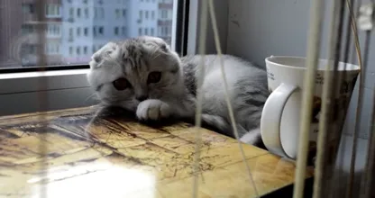 Aus diesen 3 Gründen will deine Katze ständig deine Sachen runterwerfen!
