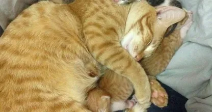 Unglaublich süß... Dieser Vater-Kater zeigt deutlich was er von seinen kleinen Kindern hält!