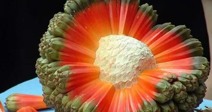 20 Fruits You May Never Have Heard Of