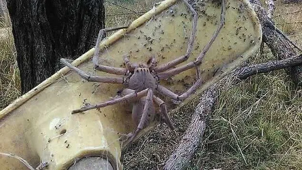 Mensen met een spinnenfobie: kijk maar even weg. DIT is de grootste spin van de wereld!