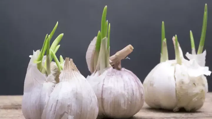 Hai uno spicchio d'aglio avanzato? Ecco come coltivare il tuo aglio
