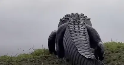 Discovery inside a giant alligator's body leaves scientists scratching their heads!