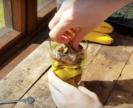 Waarom je je bananenschil niet moet weggooien, maar in water moet laten weken 