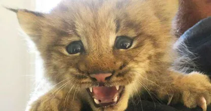 Canadese man vindt kitten, realiseert zich pas later dat het een lynx is