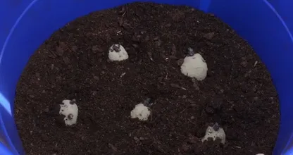 Want to grow potatoes but don't have a garden? With these tips you can grow them in a pot!