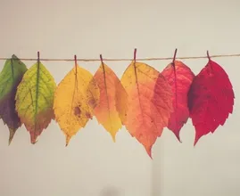 Handen uit de mouwen: deze struiken kun je het best snoeien in de herfst
