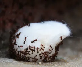 Beurk, des fourmis à la maison ! Grâce à CE remède naturel vous ne les reverrez plus jamais !