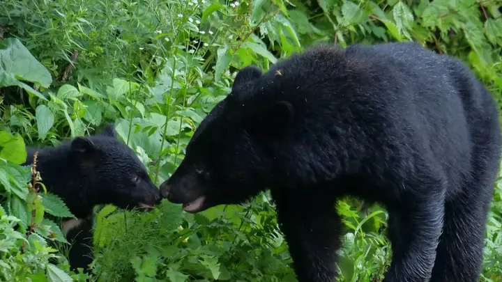 小さな赤ちゃんグマを救った男性に対し、母親のクマが取った非常に驚くべき行動