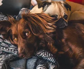 Hilarsich: dit zegt het sterrenbeeld van je hond over z'n karakter