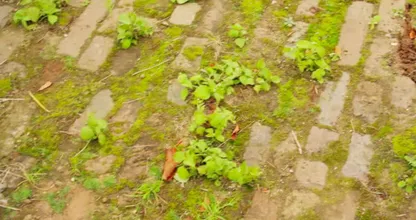 Met deze huis-tuin-en-keuken-middeltjes kun je gemakkelijk onkruid verdelgen
